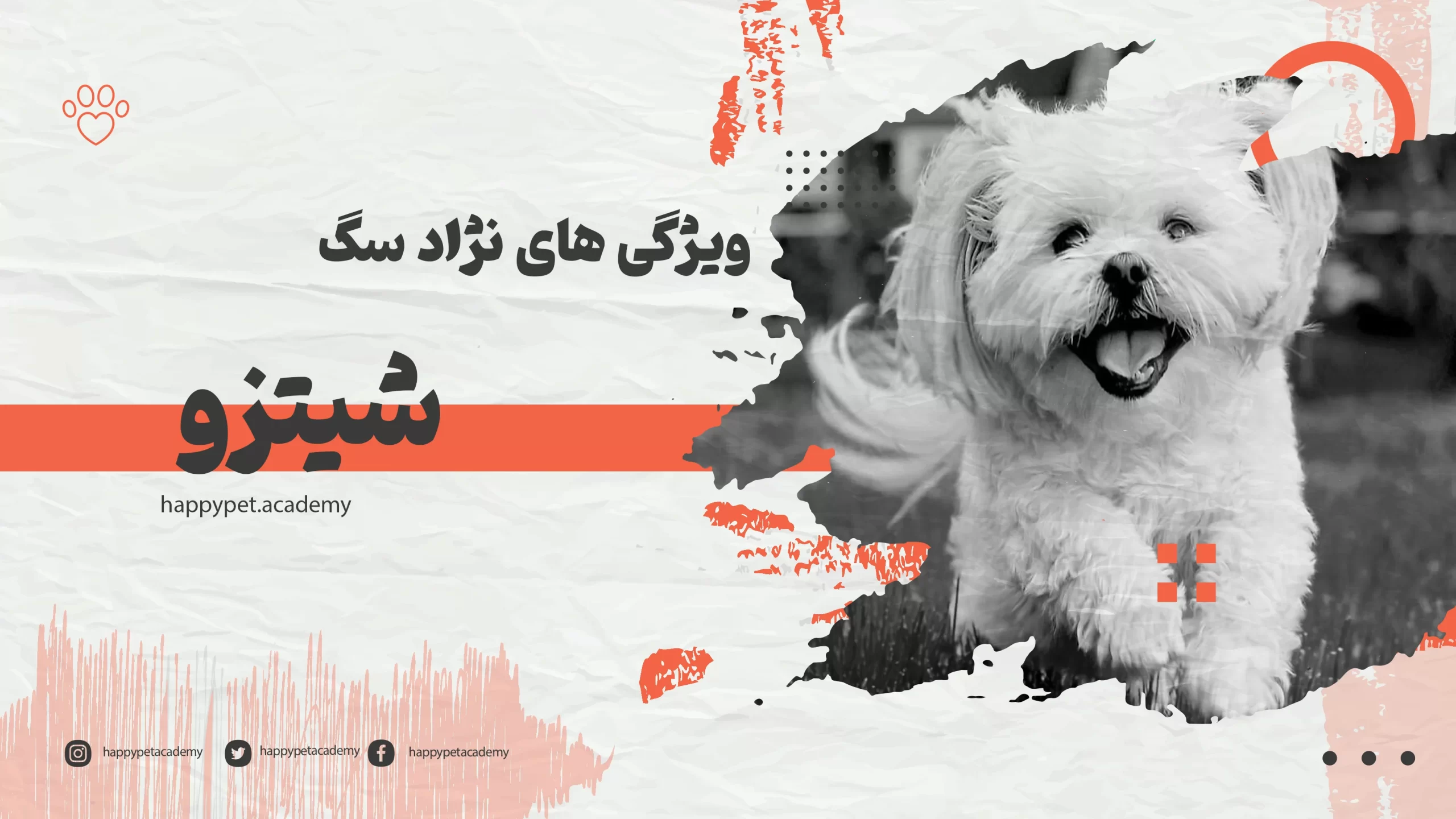 نژاد-سگ-شیتزو