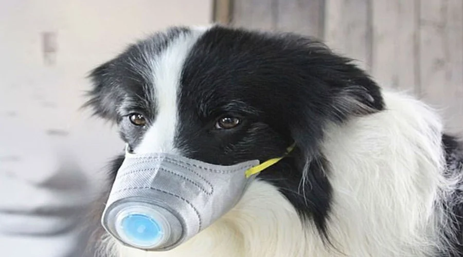 کرونا-در-سگ