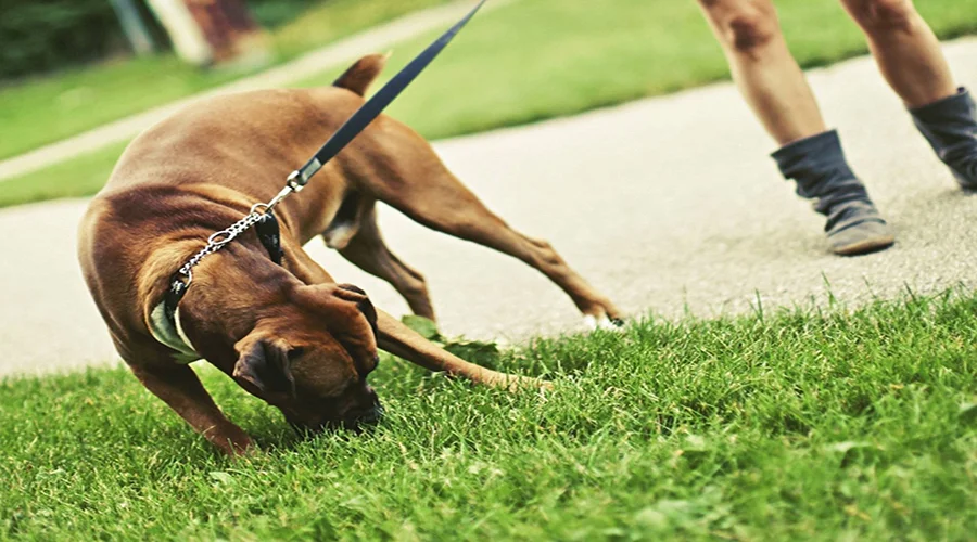 کنترل-رفتار-سگ