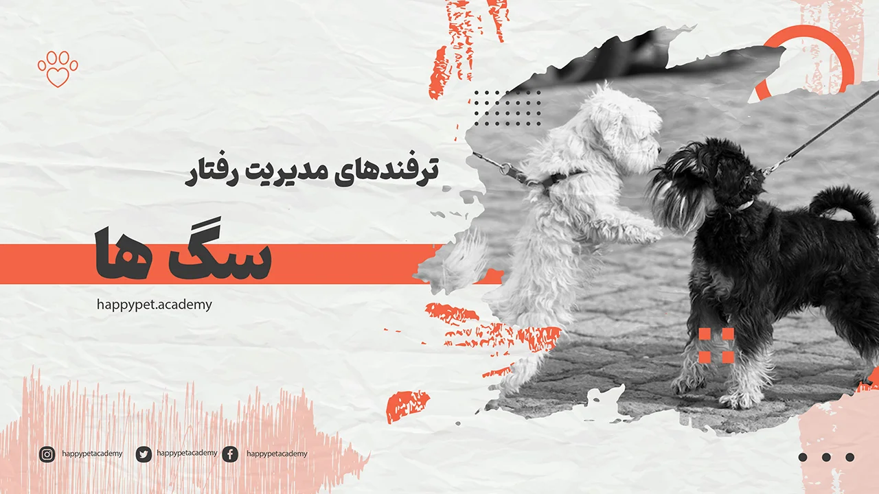 کنترل-رفتار-سگ