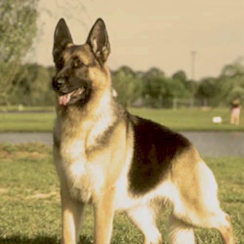 German-Shepherd-Dog-History-02-2