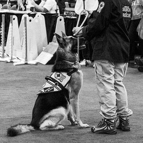 German-Shepherd-Search-and-Rescue
