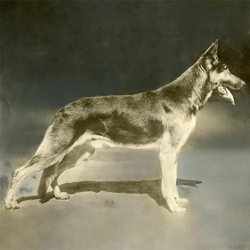 GermanShep_BreedStandards_001