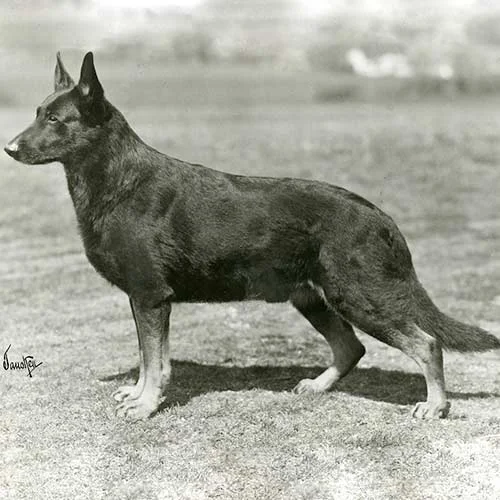 GermanShep_BreedStandards_002