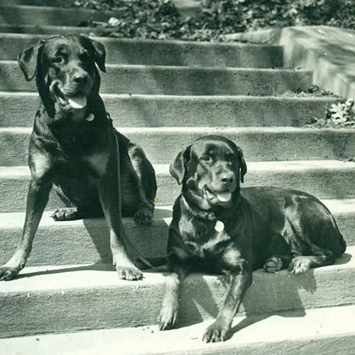 Rottweiler-History-01