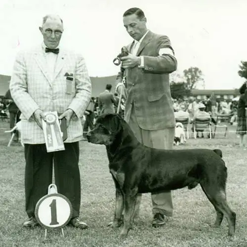 Rottweiler-History-03