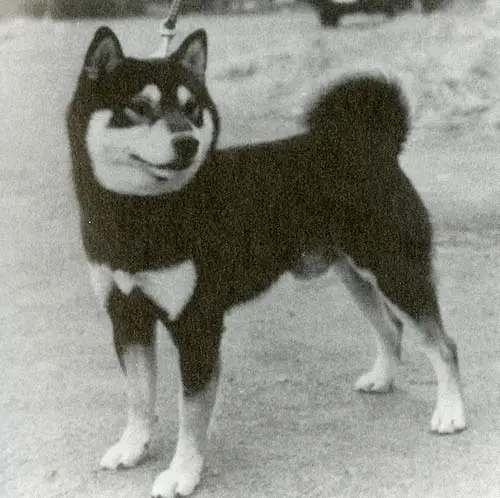 سگ شیبا اینو