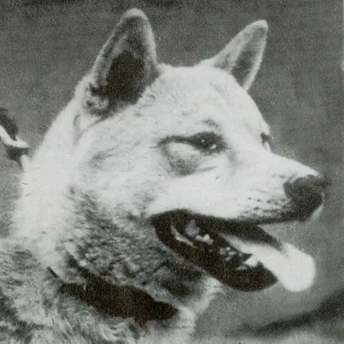 سگ شیبا اینو