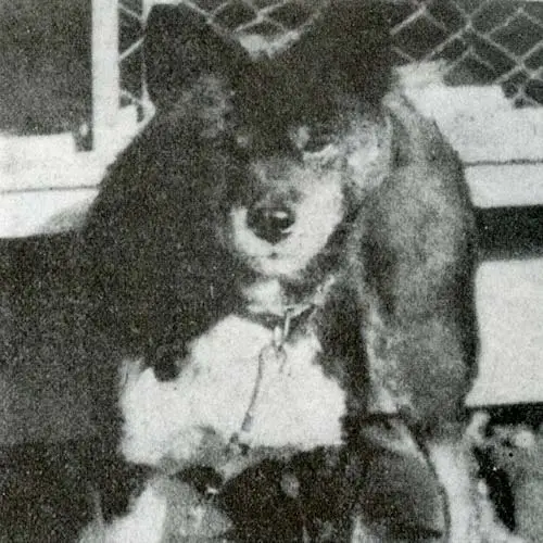 سگ شیبا اینو