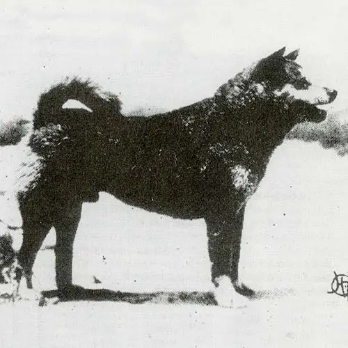 سگ شیبا اینو