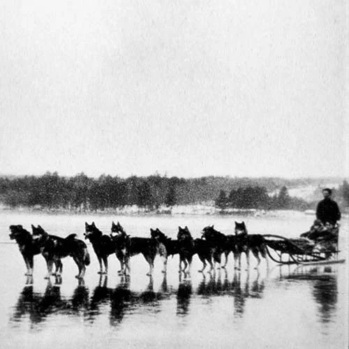 Siberian-Husky-History-04