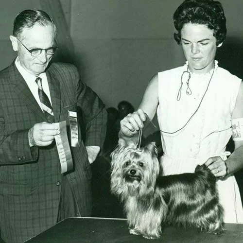 نژاد سگ ورکشایر تریر 8 Yorkshire-Terrier-History-04