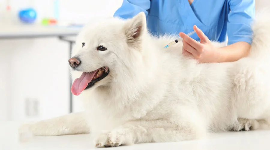 علل، علائم و درمان دیستمپر در سگ 2 دیستمپر-در-سگ