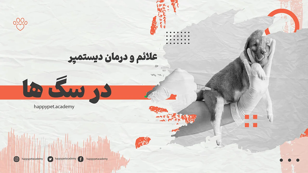 علل، علائم و درمان دیستمپر در سگ 1 دیستمپر-در-سگ