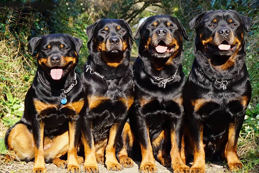 سگ-روتوایلر