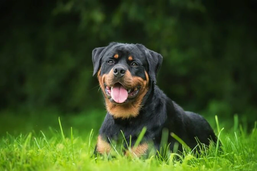 سگ-روتوایلر