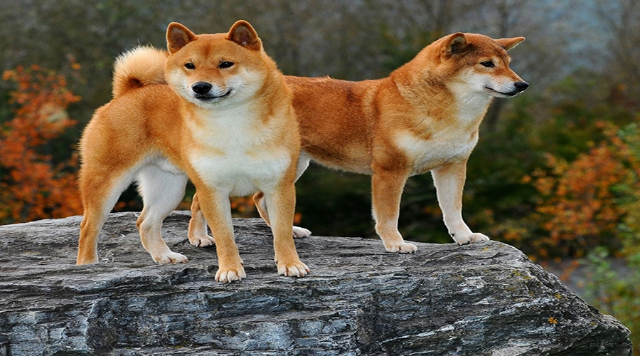 سگ شیبا اینو 3