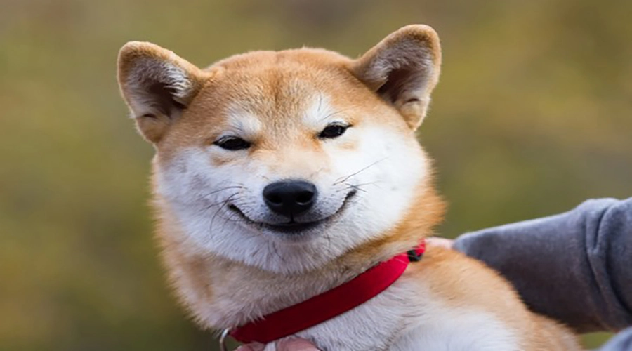 سگ شیبا اینو ۴