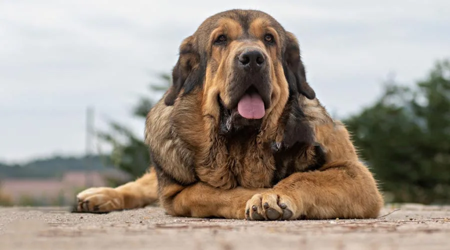 نژاد سگ ماستیف 3 سگ-ماستیف