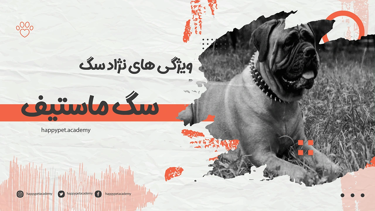 نژاد سگ ماستیف 1 سگ-ماستیف