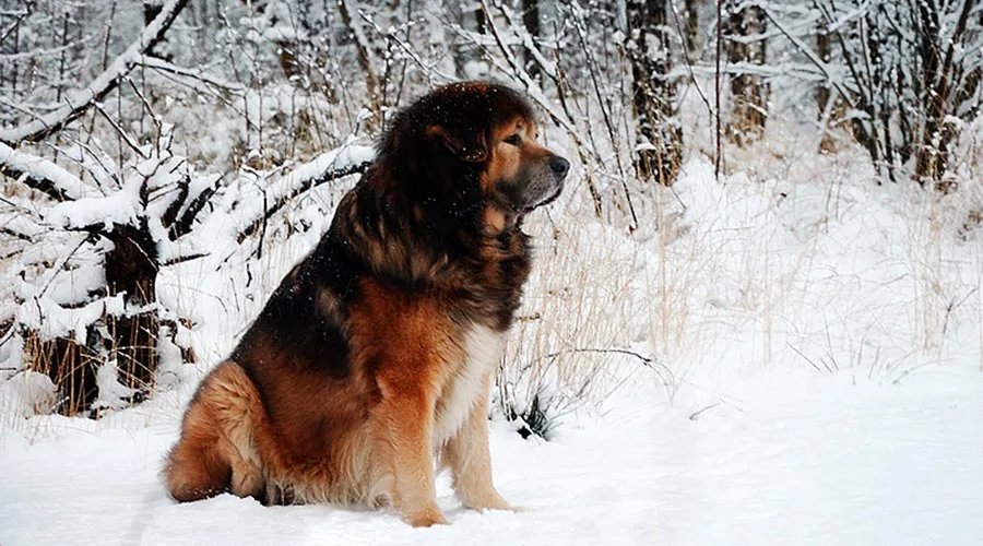 نژاد سگ ماستیف 2 سگ-ماستیف