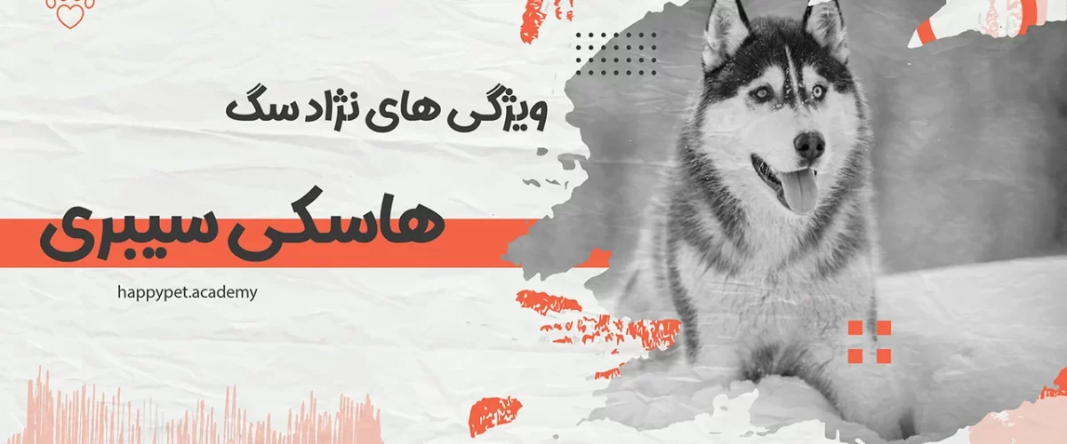 سگ-هاسکی-سیبری
