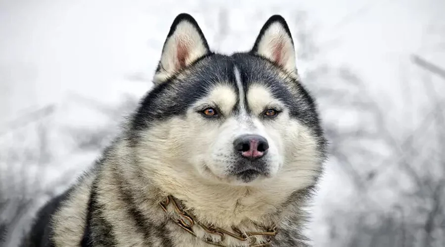 سگ-هاسکی-سیبری