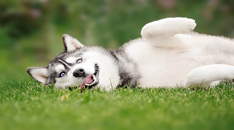 سگ-هاسکی-سیبری