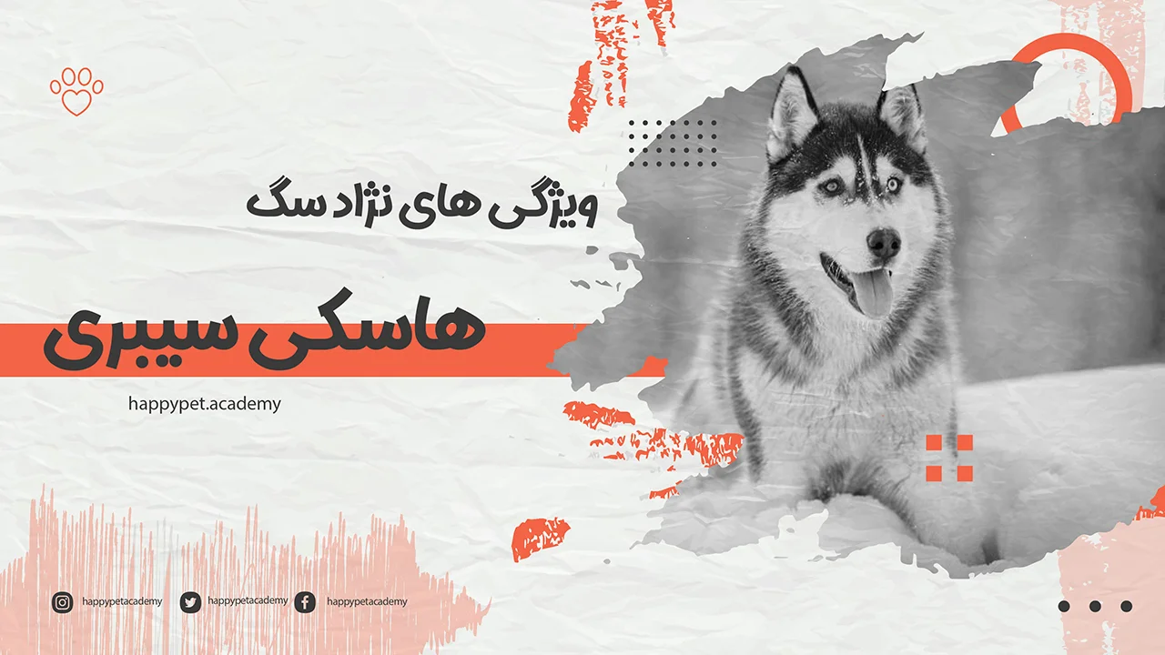 سگ-هاسکی-سیبری