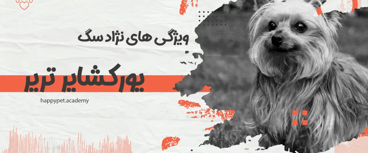 سگ-یورکشایر-تریر