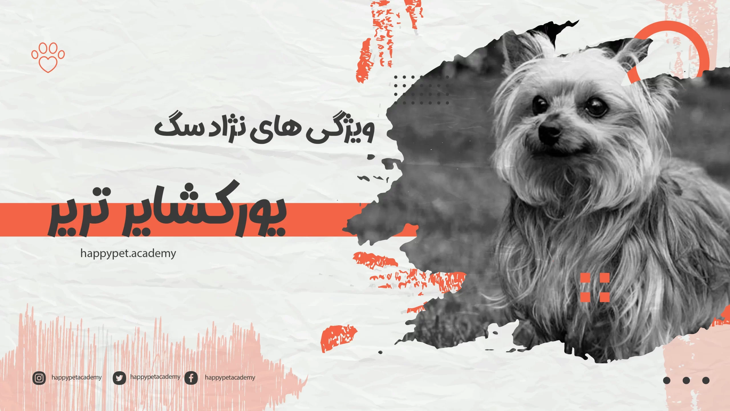 نژاد سگ ورکشایر تریر 1 سگ-یورکشایر-تریر