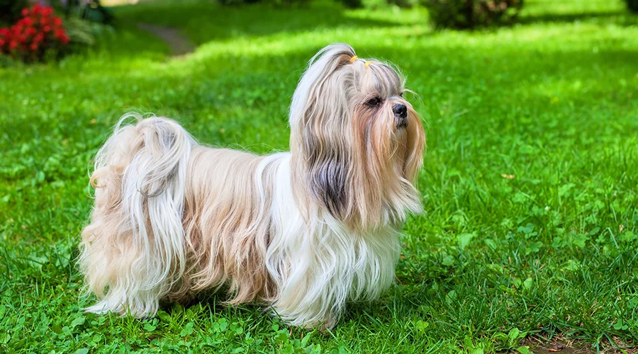 نژاد سگ ورکشایر تریر 2 سگ-یورکشایر-تریر