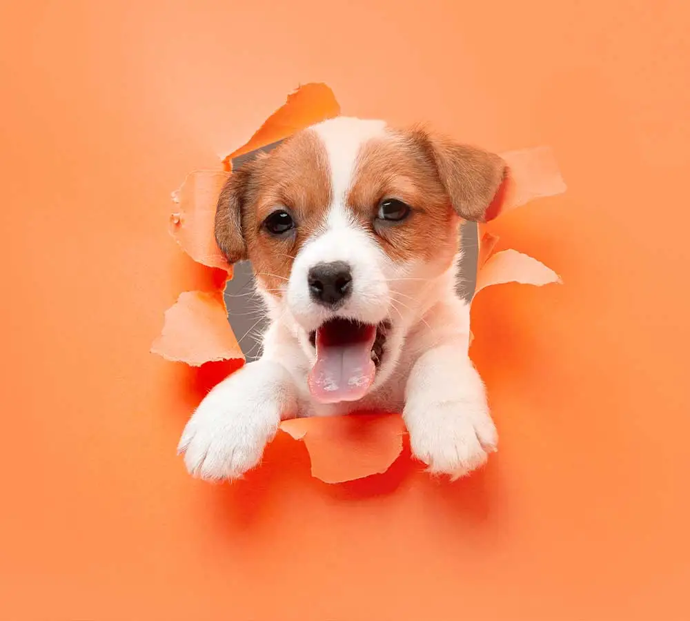 عکس-سگ-درباره-هپی پت