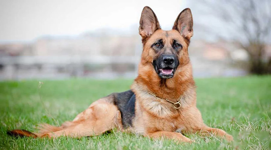 نژاد-سگ-ژرمن