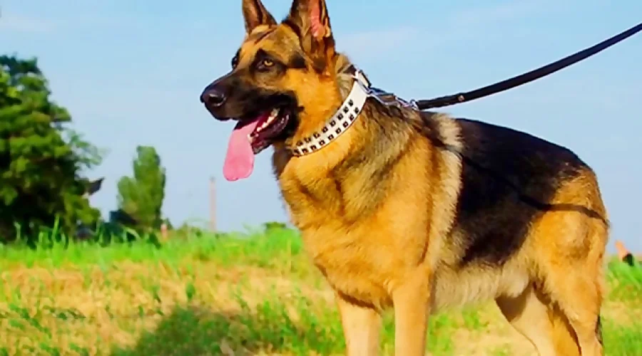 نژاد-سگ-ژرمن