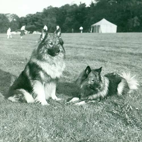 Keeshond-History-01