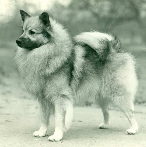 Keeshond-History-02