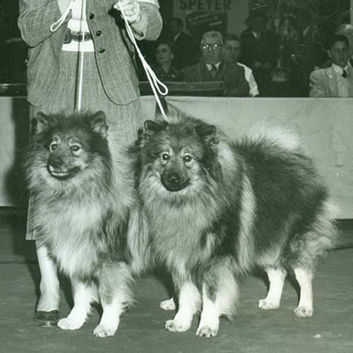 Keeshond-History-03