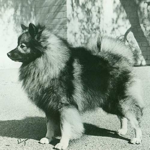Keeshond-History-04