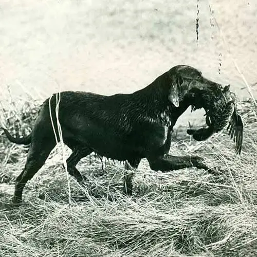 Labrador-Retriever-History-02
