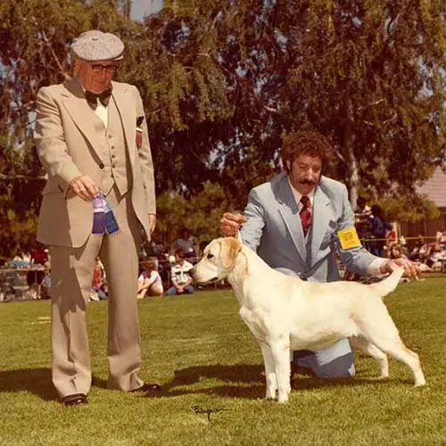 Labrador-Retriever-History-03