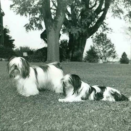 Lhasa-Apso-History-02