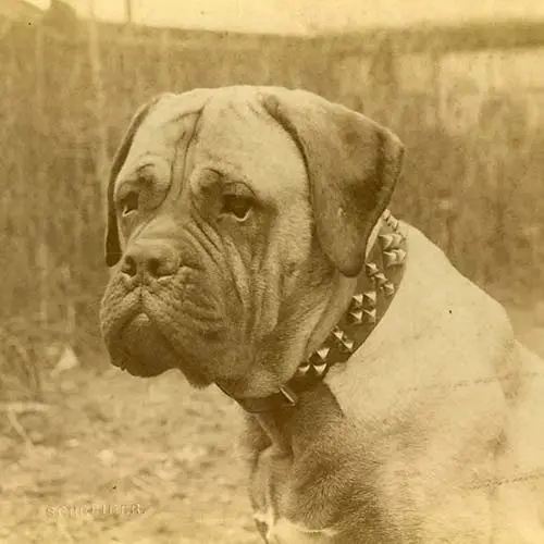 نژاد سگ ماستیف 6 Mastiff-History-06