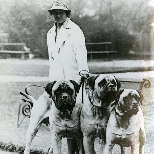 نژاد سگ ماستیف 5 Mastiff-History-07