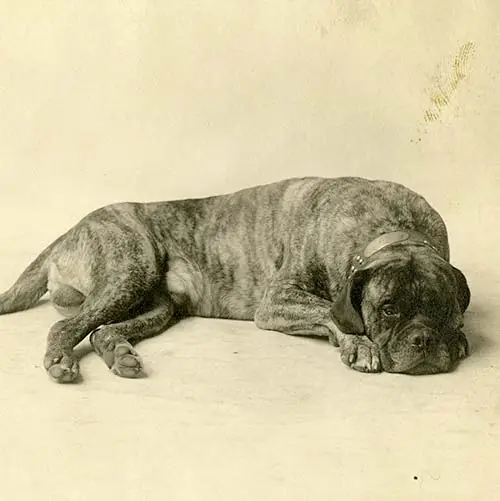 نژاد سگ ماستیف 7 Mastiff-History-08
