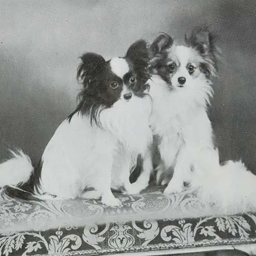 Papillon-Historical-06