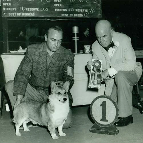 Pembroke-Welsh-Corgis-History-01