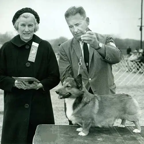 Pembroke-Welsh-Corgis-History-02