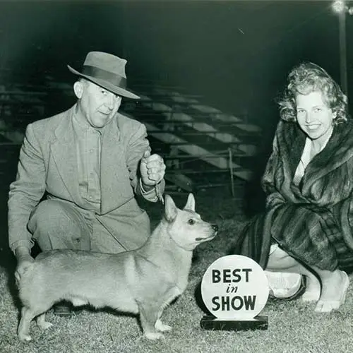 Pembroke-Welsh-Corgis-History-03