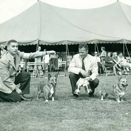 Pembroke-Welsh-Corgis-History-04